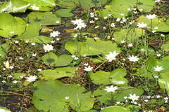 Nymphoides indica